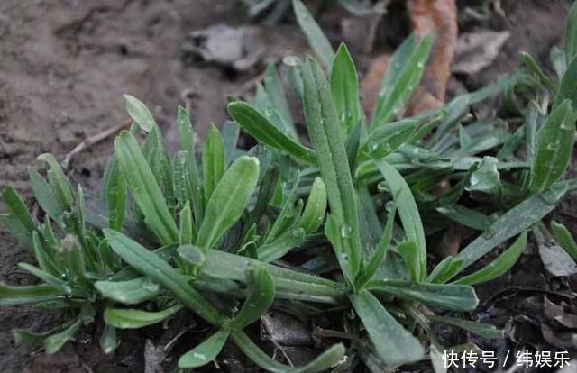  别小看这种野菜，它的作用却很大，你采挖了吗