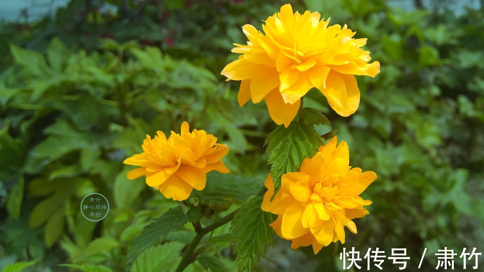 落叶之外&一句淡淡的告别,绵延成落叶的情话