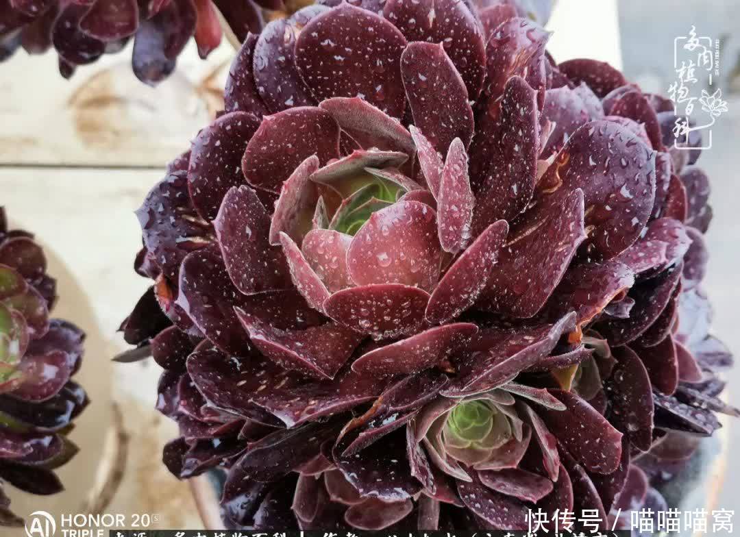 多肉|你是爱,是暖,是希望,你是人间四月天!