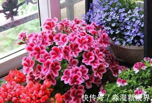 鸡粪肥|如下3种有机肥制作起来特简单、肥力足、无臭味,花儿用了蹭蹭长