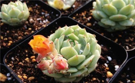 这些多肉植物不该开花,开花及时剪掉,不然越长越瘦