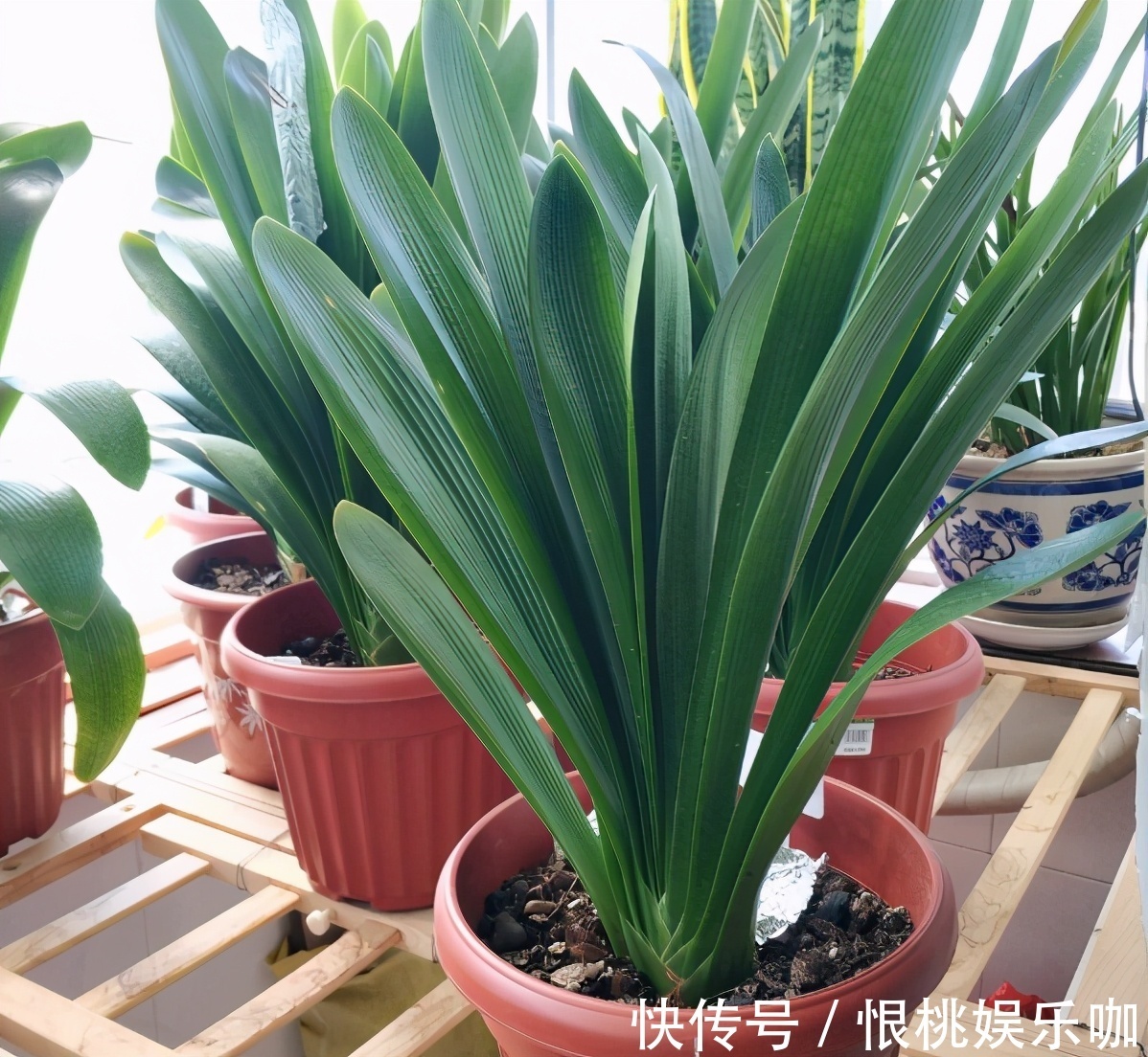 告诉大家一个秘密：香蕉皮养花，有很多大众不知道的用法哦！