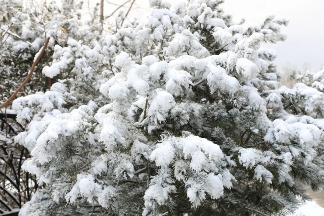 孙俊杰|多图！雪中的烟台高新区美出新高度