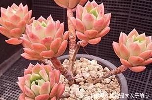 阳台的多肉怎么养才漂亮7个细节做到了，效果就是不一样！