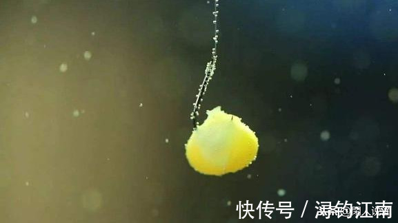 诱鱼剂|钓草鱼的绝密饵料倾情贡献,选材方便、制作简单,值得一试