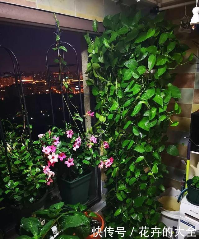 蟹爪兰|用2种水浇花，无臭味、肥效好，淘米水、黄豆水都不用了