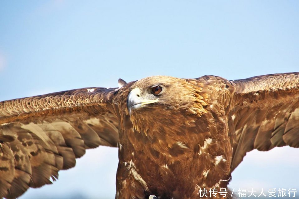 草原|自驾游新疆，探访驯鹰人：天山草原上的好猎手是怎样炼成的？