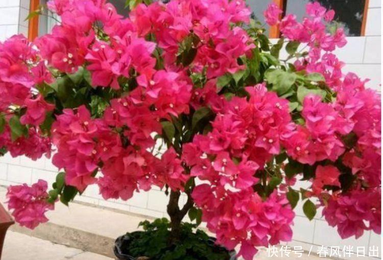 5种花养家里，好养又漂亮，开花多花期长，价格便宜不心疼