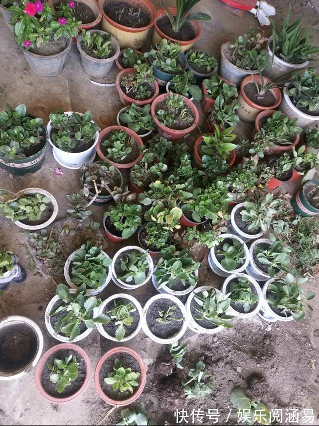 夏天|10种不能淋雨的花,淋完雨就死,盆栽养花注意事项