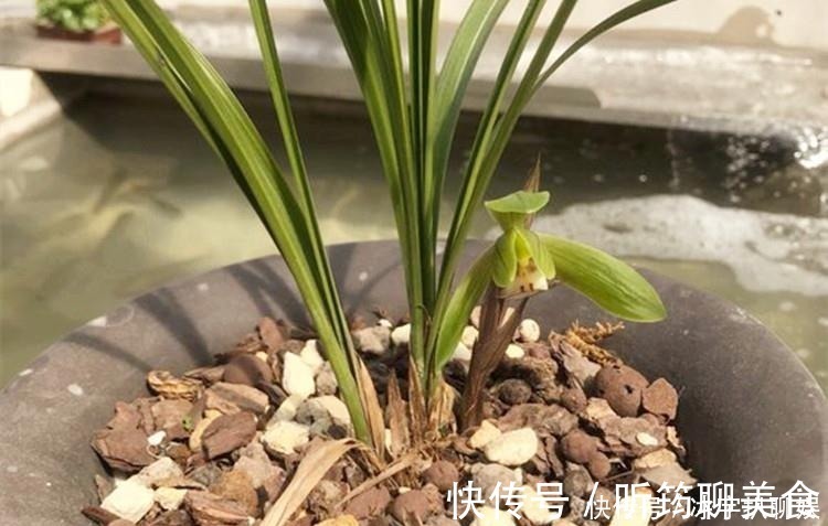 阳台上|兰花爱喝这种“催花水”,什么淘米水、过期药都不如它,简单实用