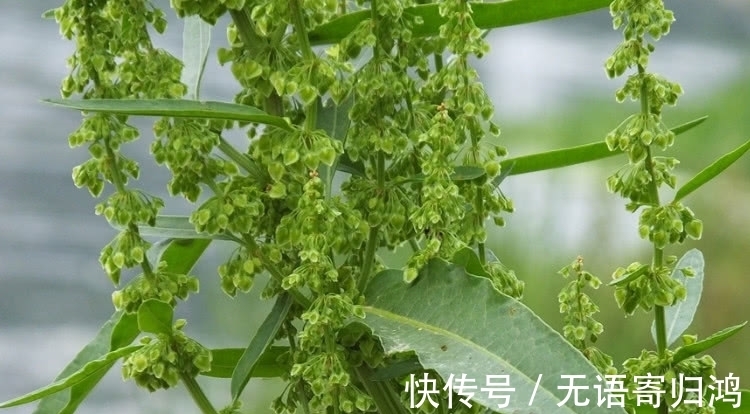 野草|一种野草人称“救命王”，它样子像极“菠菜”，价值珍贵得重视