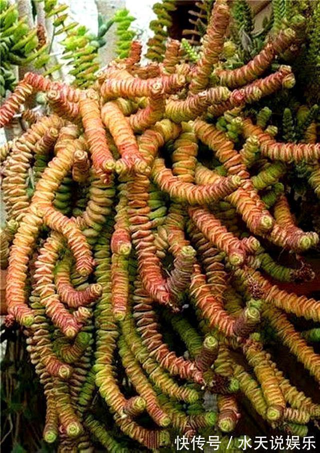 7种多肉，一养就爆盆，长长垂下来，变成“肉瀑布”，美煞人