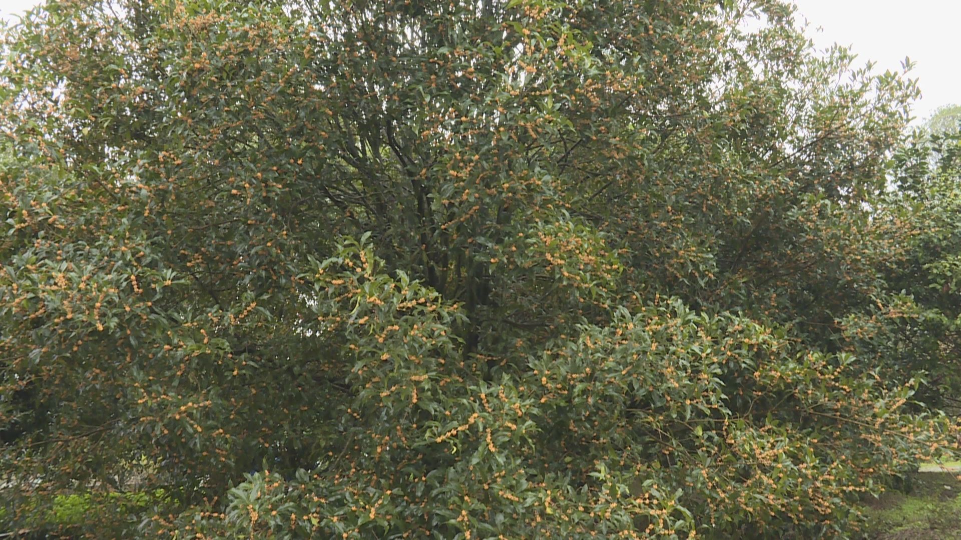 秋季|金秋桂花“相遇”早春樱花与桃花