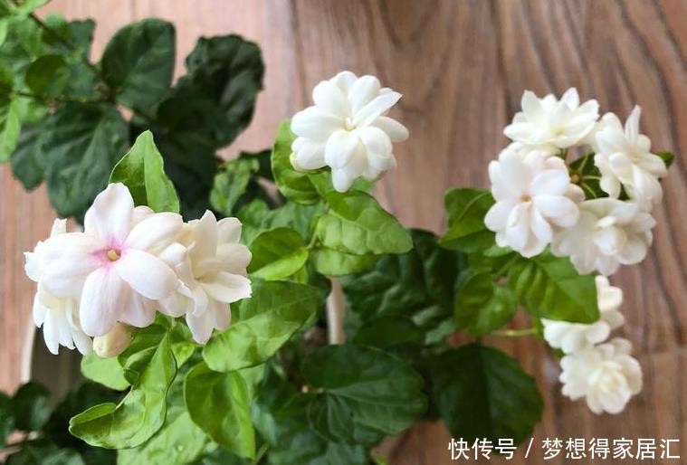  肥料|11月茉莉停止生长，记住“3不能”，让它安稳过冬，长芽就开花！
