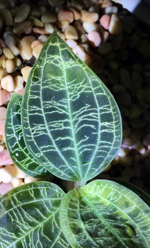 稀有|六种稀有的观赏植物,你见过几种,又养过哪些呢?