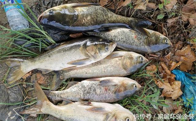 豆饼粉|野钓鲢鳙,用这些自制饵料配方,成本几块钱,手竿抛竿都能用