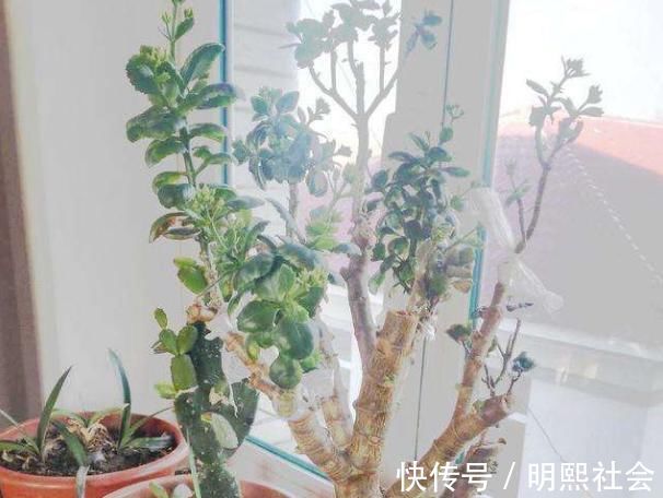 长寿花老桩怎么养狠下心,撸光“叶子”晒一晒,轻松就能完成