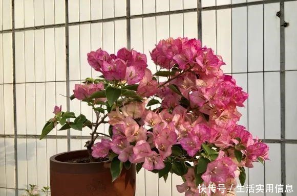 特欠剪的花,越剪越好看,花开不断!特欠剪的花,越剪越好看,花开不断!