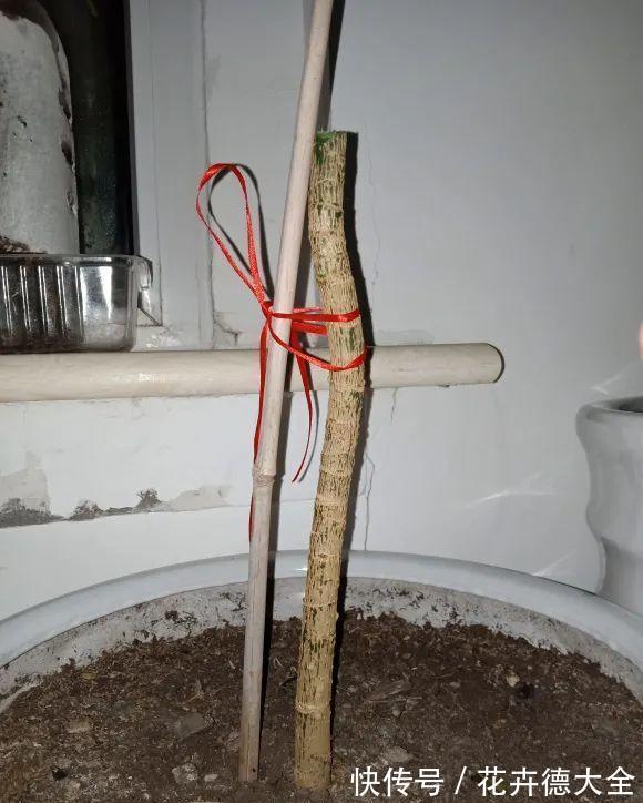 7种花,现在要砍头,冲天炮变成爆炸头