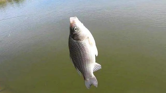 冬季天冷难上鱼?那是你没试过这3大招式,每次钓完都很过瘾