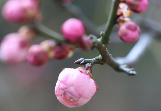 梅花如何修剪,地栽盆景大不同