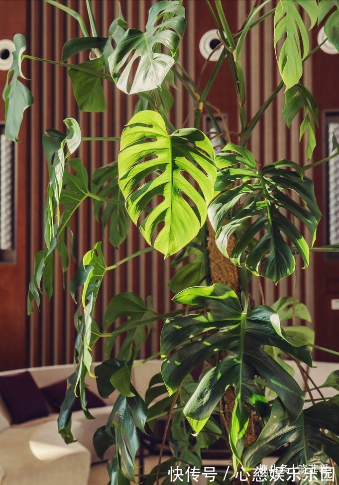 君子兰|客厅养花不宜多!12种“吉祥花”任选一种,寓意好“养人”还旺家