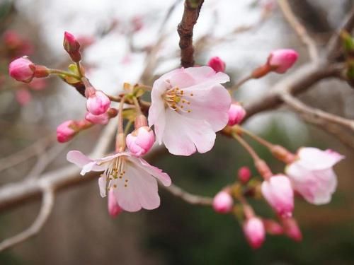 结不了果子的吉野樱，如何在日本花开繁茂？