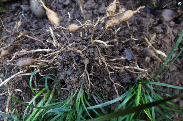 心肌缺血|被誉为'不老药',果实像珍珠,浑身上下都是宝,你认识吗?