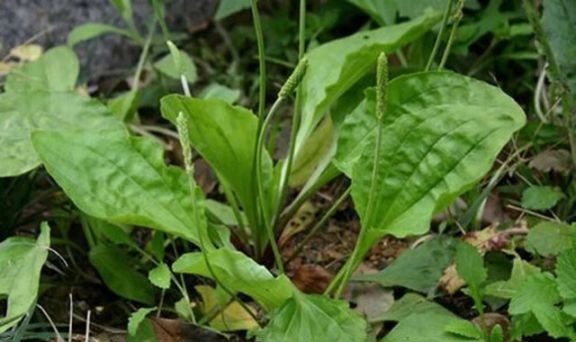尿酸过高|车前草有妙用，治疗关节炎只是其一，中老年犯的大病小病全靠它