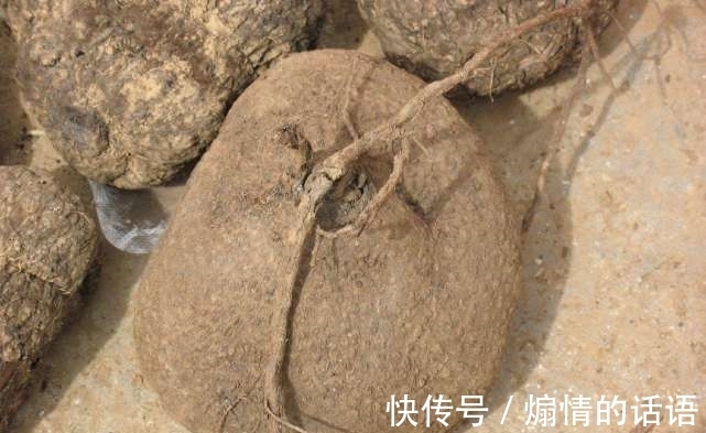 男子野外发现山乌龟，体型很大，专家称：比太岁值钱