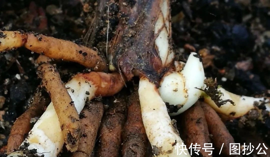 兰花快速生根有诀窍吗?兰友:照这4步操作,30天内就长新根