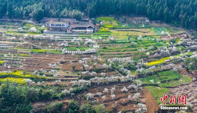 老年|四川叙永万亩乌蒙花海蔚为壮观