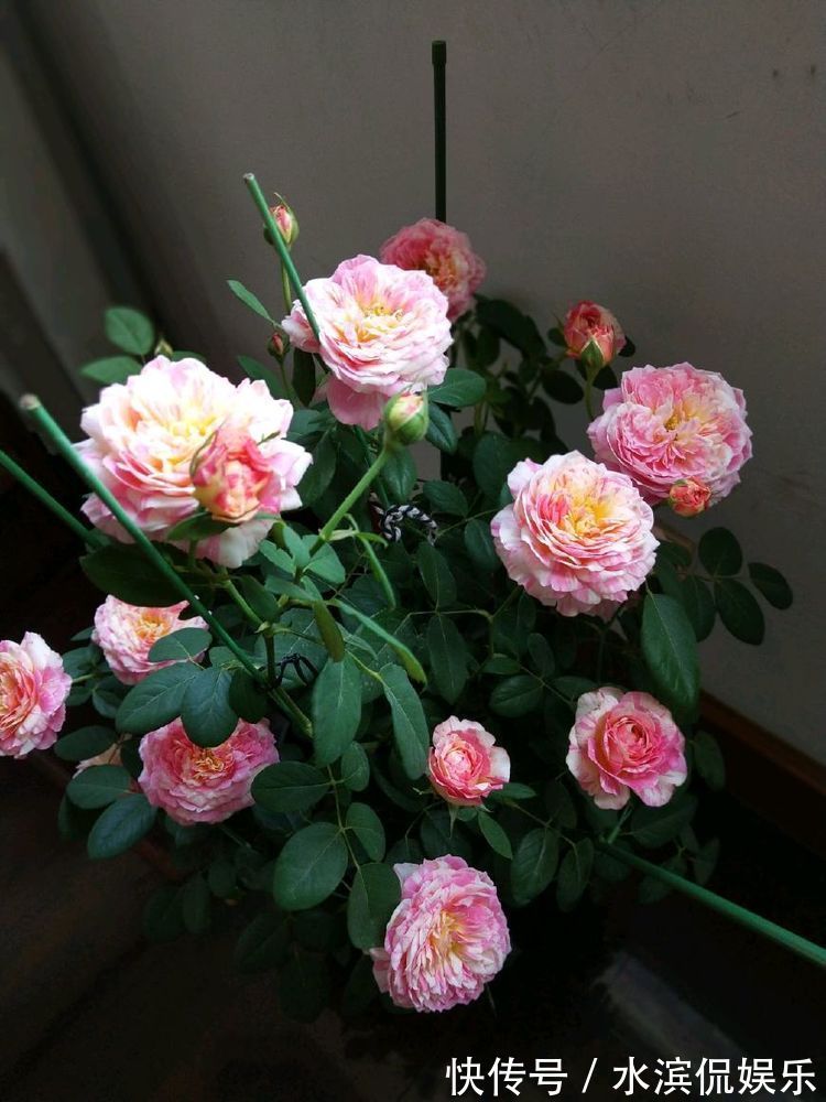 宠爱小姐|庭院养花就选“珍稀玫瑰”宠爱小姐,金蕊红衣,香气甜润!