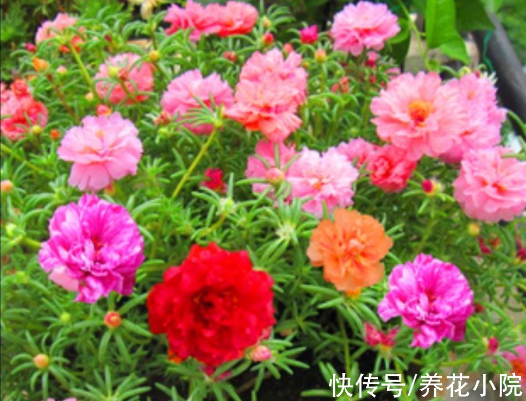 7种漂亮花，便宜又好养，把阳台变成“小花园”