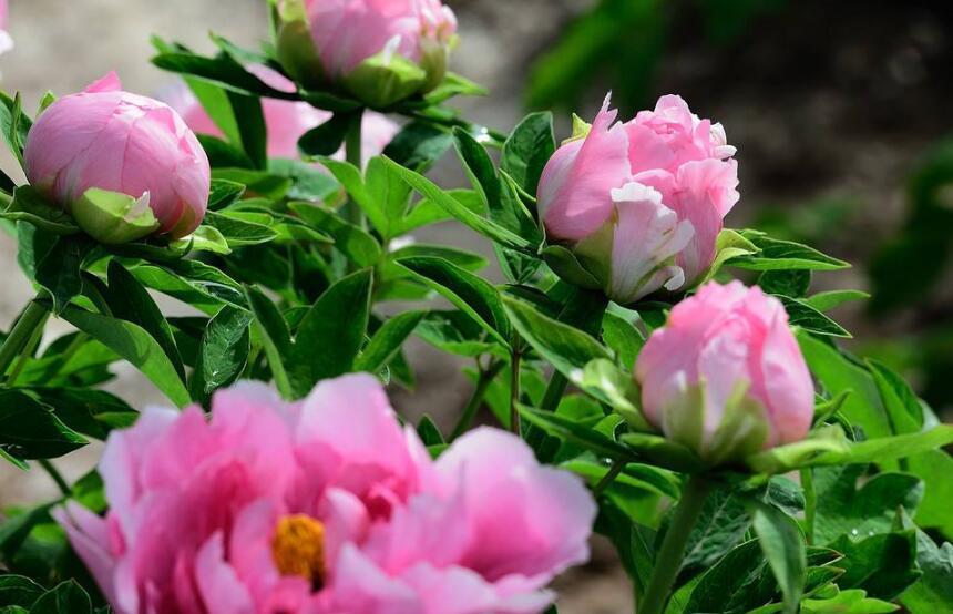 养护牡丹的“四要素”,枝繁叶茂株形好,花朵肥大花色艳丽