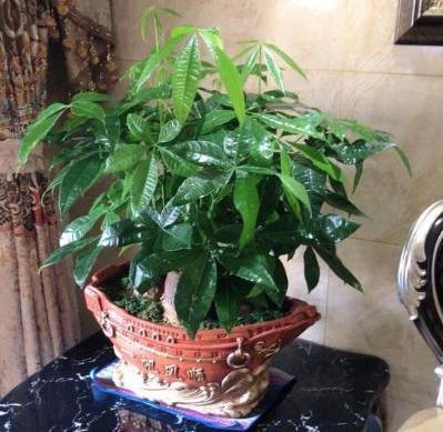 这些镇宅盆景摆放在客厅，可让人身心愉悦，最受富人青睐