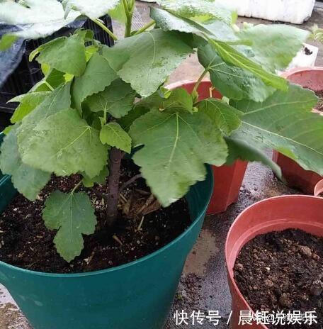 冬季养无花果,一个小技巧,来年长得枝肥叶壮,每个枝上都有果