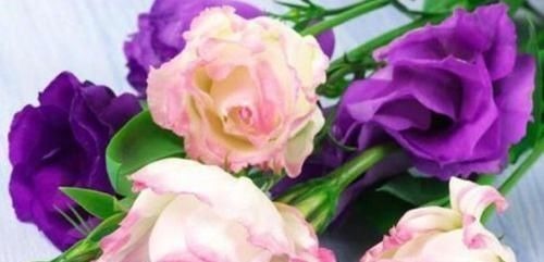 最受欢迎的4种花,花朵硕大、优美高贵,养在家里上档次!