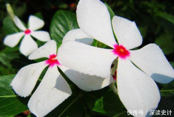 几款开花小巧玲珑的花卉,随便一养开满盆,芳香满阳台