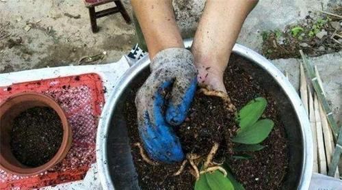 垫底石|养花不懂换盆？永远等不到植物开花，养一盆黄一盆！