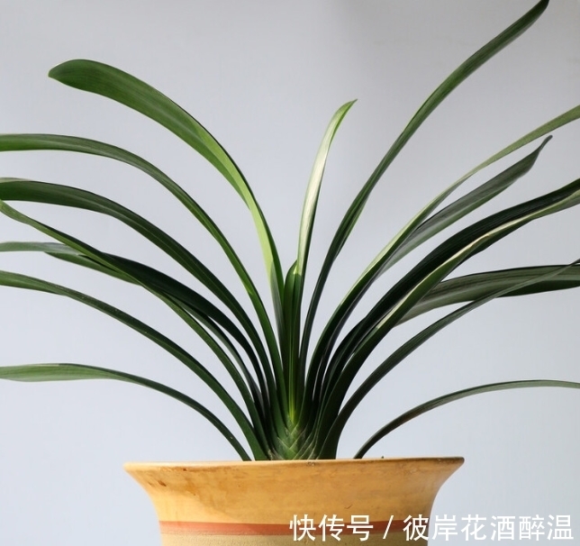 如何让君子兰主动开花?给你4个建议,到时间就开,不用发愁