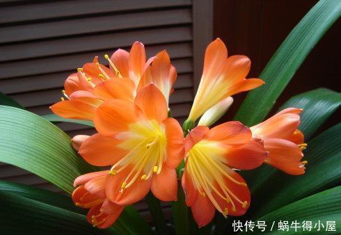 叶片|8月养君子兰,土里埋2种东西,疏松肥沃,叶片挺拔如折扇