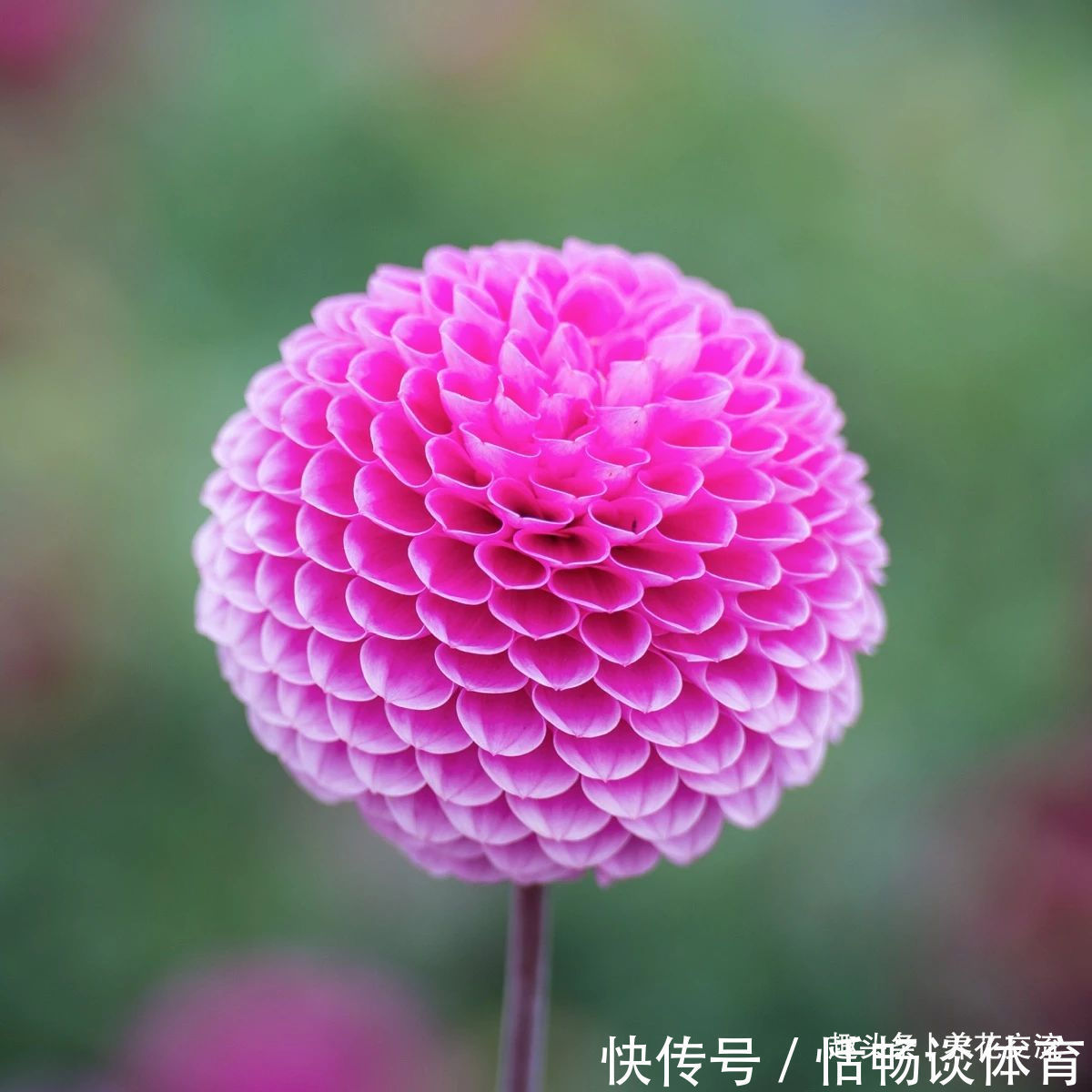 种大丽花的准备工作,温带和亚热带地区盆栽养护攻略