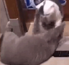 |搞笑GIF:刚娶回来的媳妇儿 衣服还没换就暴露了