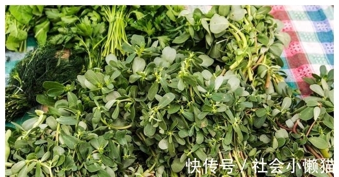 马齿苋|春天,遇到4种野菜别放过,加把面粉蒸一蒸,太好吃了