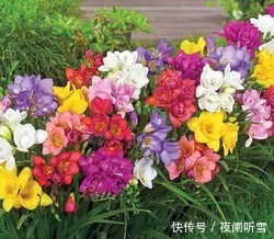 喜欢养护花卉,就在家中养护花色艳丽,花期长,美丽妖娆的3种花