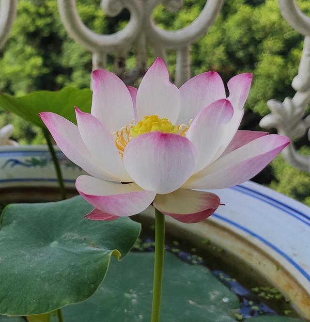 种植|能养阳台上养的荷花,有个碗就行,种植容易,开花超美,值得拥有