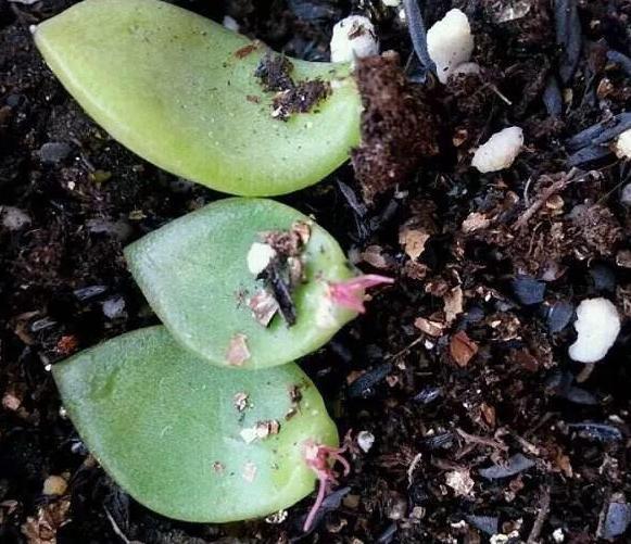 这3款植物买一盆就够了!用茎叶扦插,教你轻松铺满整个阳台