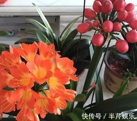 激素性|君子兰“开花”讲究大，好好催一催，接着冒花箭，花比拳头大