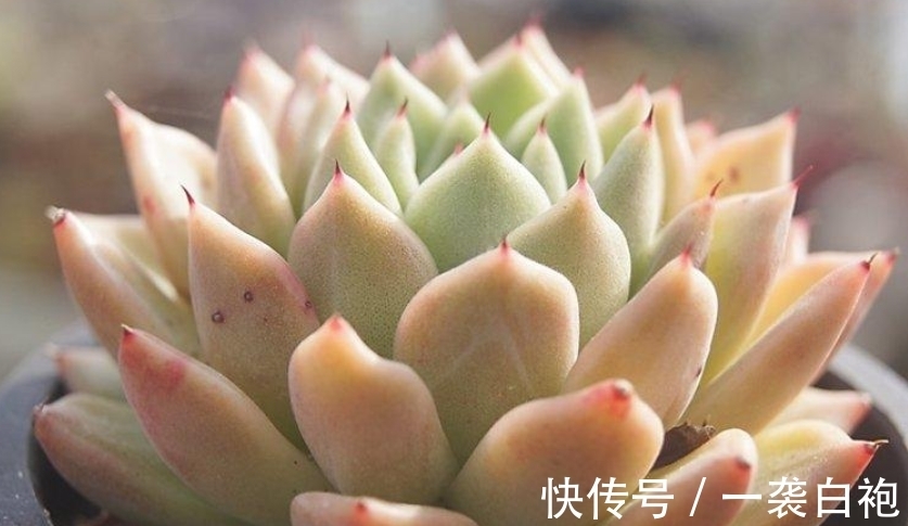 多肉拉霍亚——带爪的东云,堪称爪系基因与东云系基因的完美结合